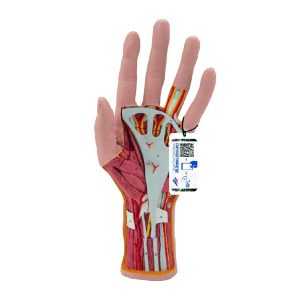 M18 Modelo de estructura de mano interna de 3 partes
