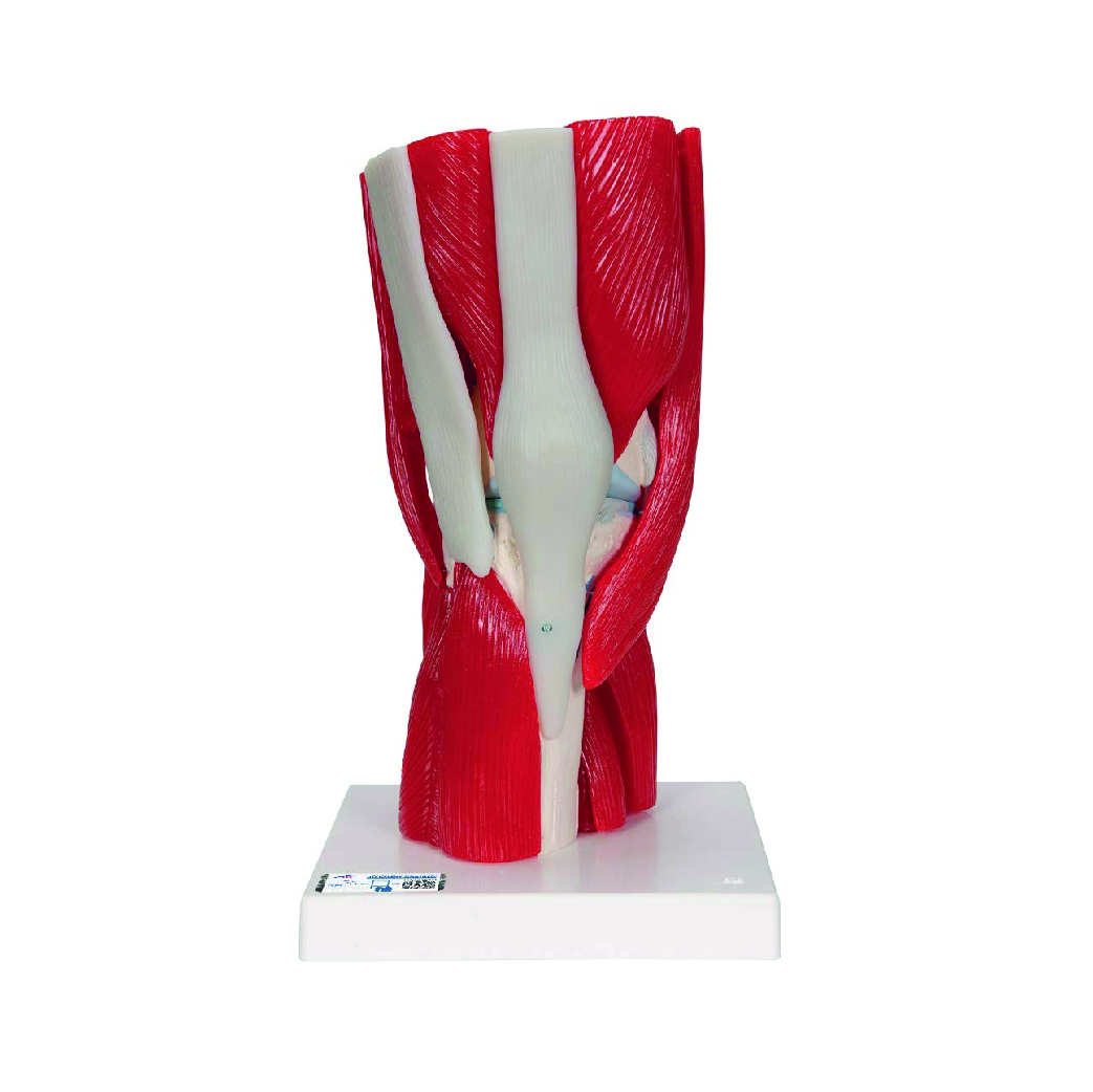 A882 Articulación de rodilla