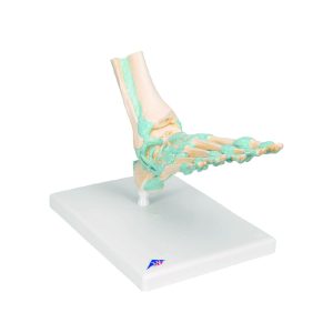 M34 Modelo de esqueleto de pie con ligamentos