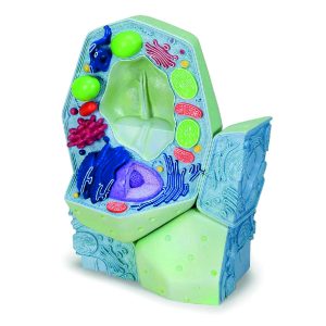 R05 Modelo de célula vegetal