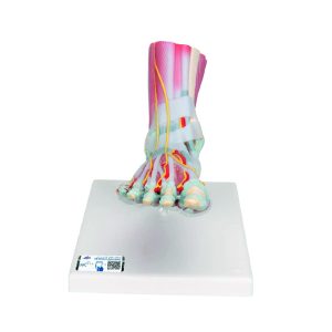 M34/1 - Esqueleto del Pie con Ligamentos y Músculos - 3B Scientific