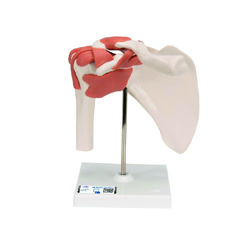 A80 Articulación del Hombro - Modelo Funcional - 3B Scientific