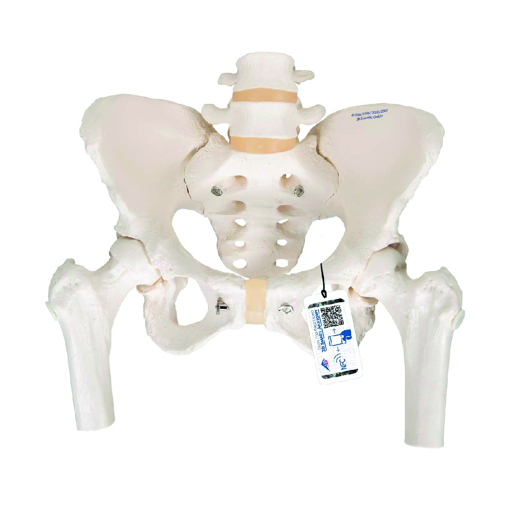 A62 Esqueleto de la Pelvis, Femenino, con cabezas de fémur móviles - 3B Scientific
