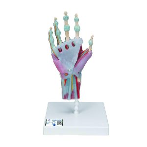 M33/1  Modelo del Esqueleto de la Mano Con Ligamentos y Músculos - 3B Scientific