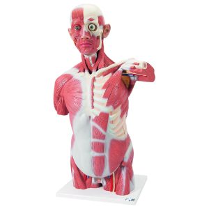 VA16  Torso Con Músculos - Tamaño Natural - 3B Scientific