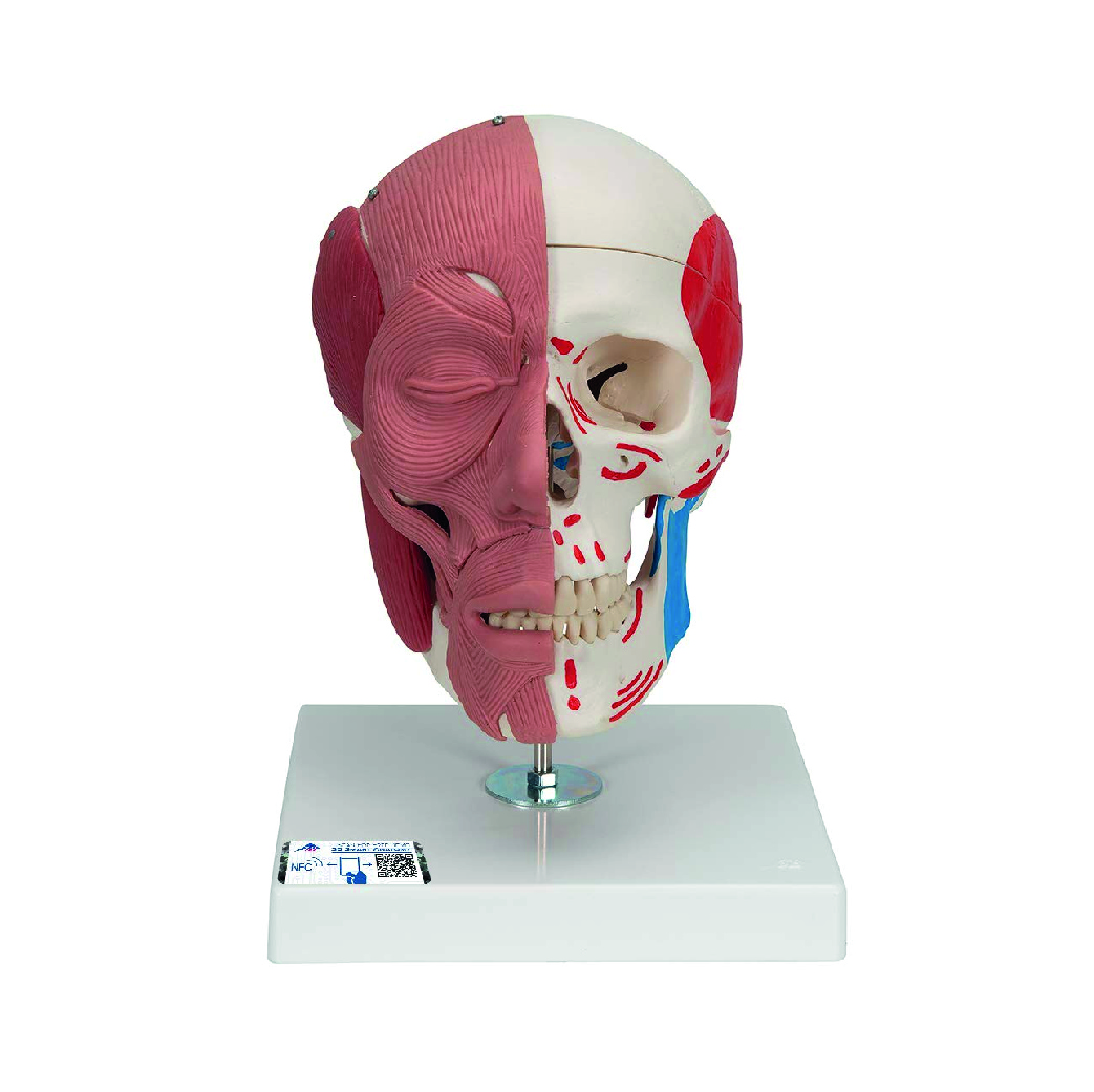 A300 - Modelo de Cráneo con Músculos Faciales con Conexiones Magnéticas - 3B Scientific