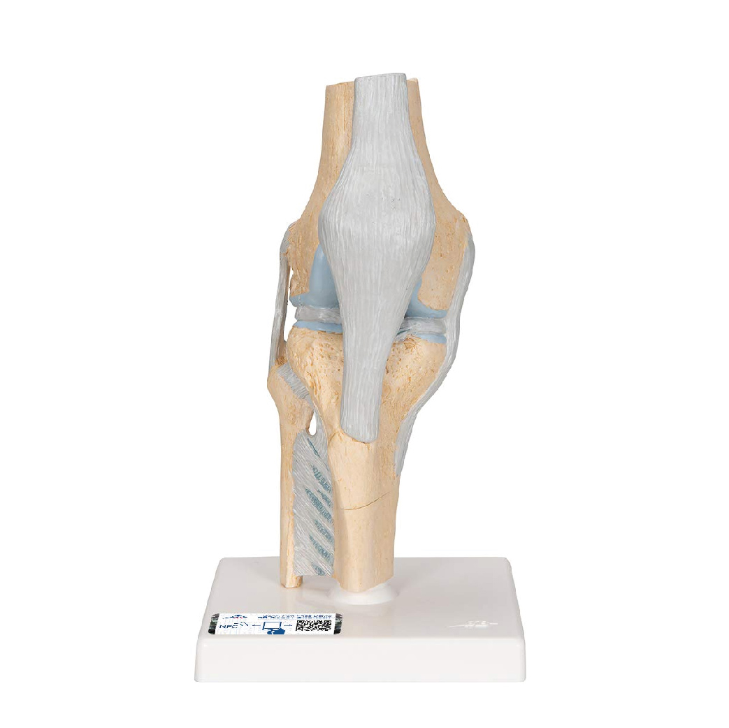 A89 Modelo de la Articulación de la Rodilla - 3B Scientific