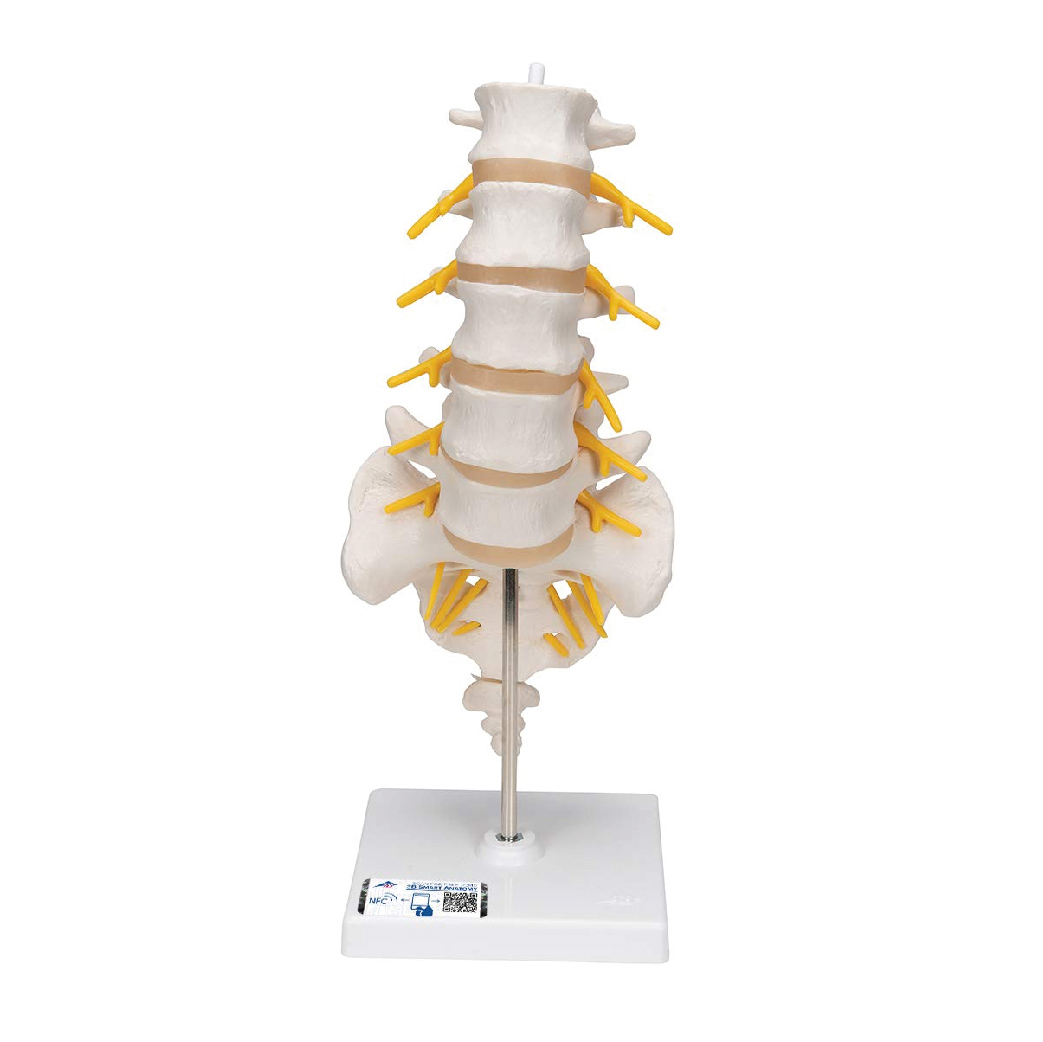 A74 Columna Vertebral Lumbar - 3B Scientific