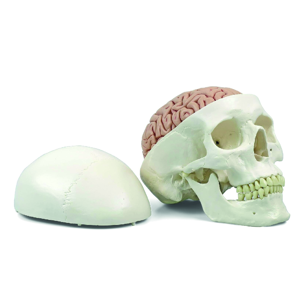 A20/9 Cráneo Clásico con Cerebro, 8 Piezas, con Conexiones Magnéticas - 3B Scientific
