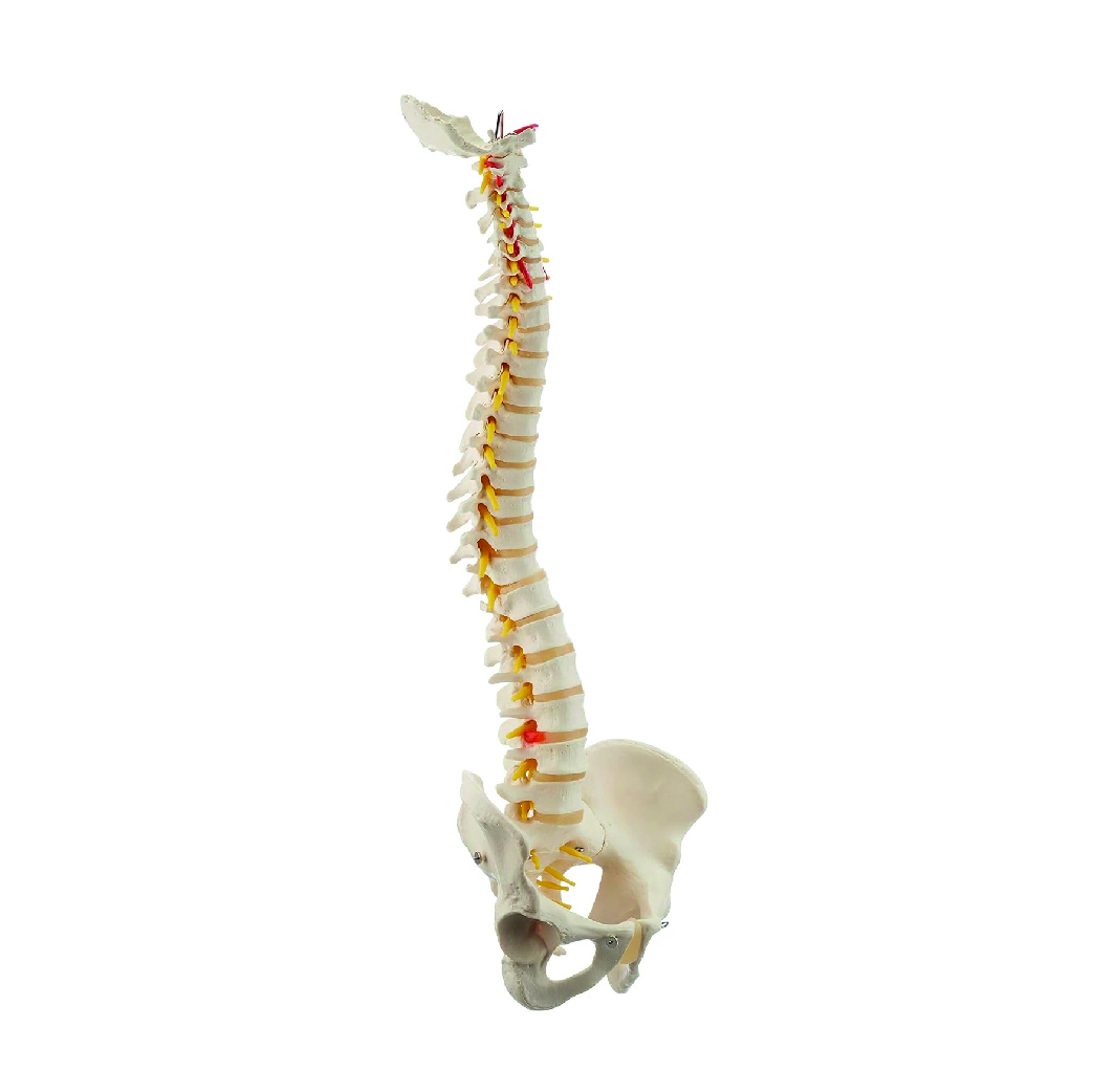 A58/1 Columna Vertebral Humana Flexible, Versión Clásica - 3B Scientific