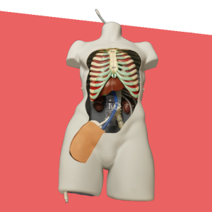 PERFUSIONSIM™ – Entrenador de tareas para NRP y REBOA. - Accurate